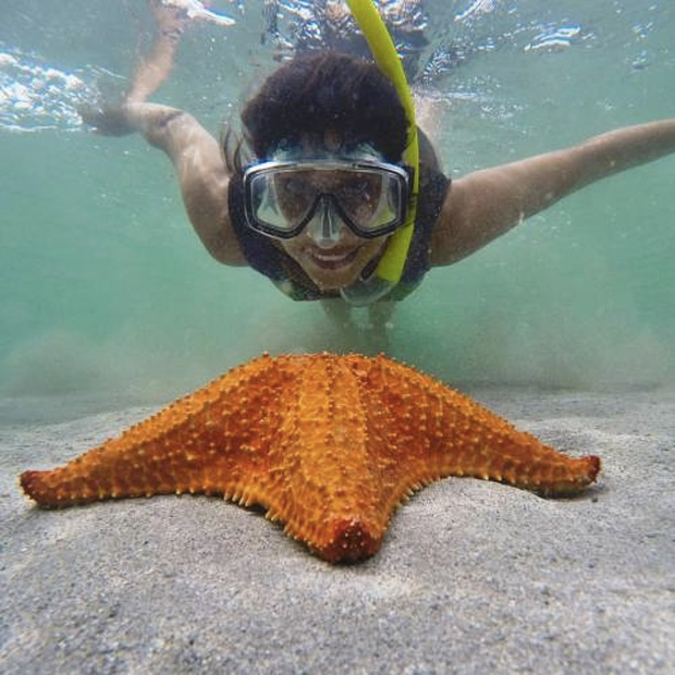Estrela do Mar na Playa Estrella em Bocas del Toro